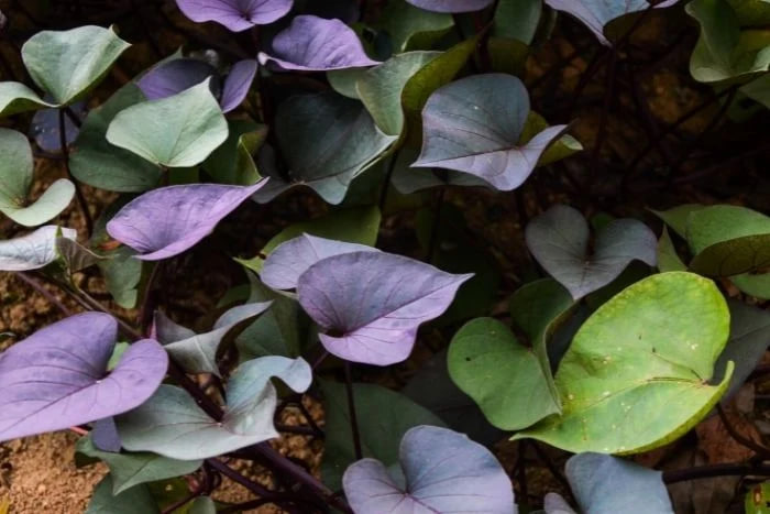 เปิด 7 ประโยชน์สุดปังของ ‘ใบมันเทศ’ ผักพื้นบ้านที่หลายคนมองข้าม พร้อมวิธีปรุงให้คงคุณค่าและอร่อยนุ่ม